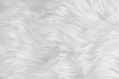 Beyaz, temiz yün dokusu arka planda. hafif doğal koyun yünü. Beyaz, pürüzsüz pamuk. Tasarımcılar için tüylü kürk dokusu. yakın plan beyaz yün halı..