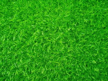 Green grass texture background grass garden concept used for making green background football pitch, Grass Golf, green lawn pattern textured background.	