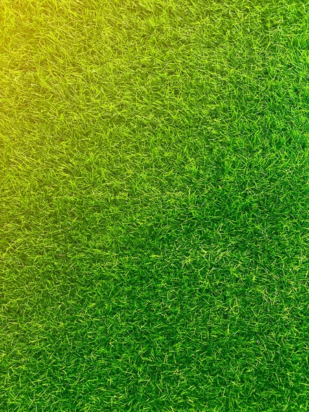 Green grass texture background grass garden concept used for making turf green background football pitch, Grass Golf, green lawn pattern textured background.