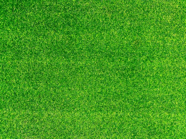 Green Grass Texture Background Grass Garden Concept Used Making Turf — стоковое фото