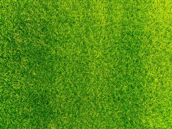Green Grass Texture Background Grass Garden Concept Used Making Turf — Fotografia de Stock