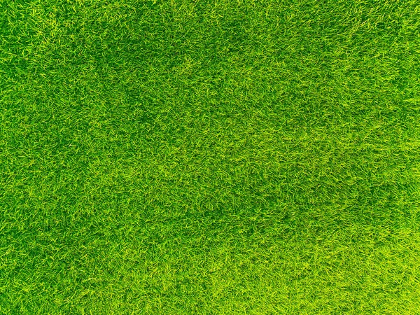 Green Grass Texture Background Grass Garden Concept Used Making Turf — Fotografia de Stock