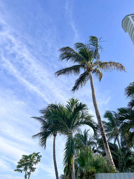 Miami Beach Beach Palm Trees — Foto de Stock