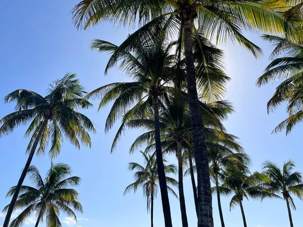 Palmeras Playa Miami Beach — Foto de Stock