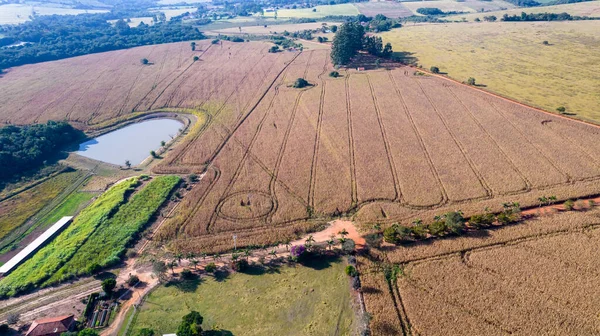Kırsaldaki Bir Mısır Tarlasının Havadan Görünüşü Brezilya Bir Çiftlikte — Stok fotoğraf