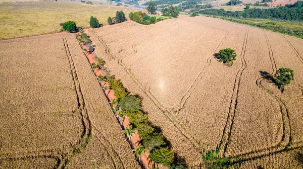 Вид Воздуха Кукурузное Поле Сельской Местности Ферме Бразилии — стоковое фото