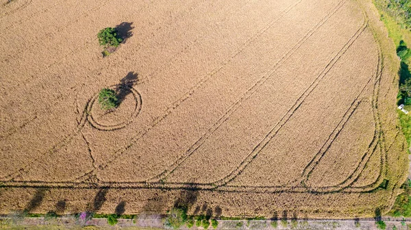 Vue Aérienne Champ Maïs Campagne Sur Une Ferme Brésil — Photo