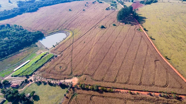 Kırsaldaki Bir Mısır Tarlasının Havadan Görünüşü Brezilya Bir Çiftlikte Dikiş — Stok fotoğraf