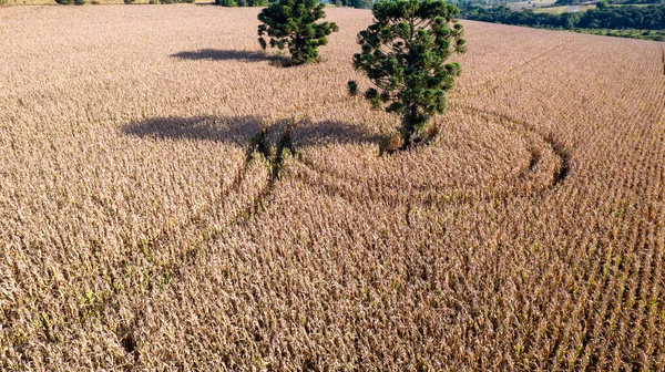 Vue Aérienne Champ Maïs Campagne Sur Une Ferme Brésil — Photo