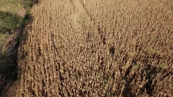 Luchtfoto Van Een Maïsveld Het Platteland Een Boerderij Brazilië — Stockvideo