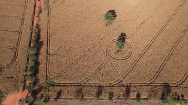 Vista Aérea Campo Milho Campo Uma Fazenda Brasil — Vídeo de Stock