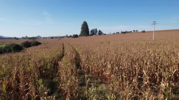 Kırsaldaki Bir Mısır Tarlasının Havadan Görünüşü Brezilya Bir Çiftlikte — Stok video