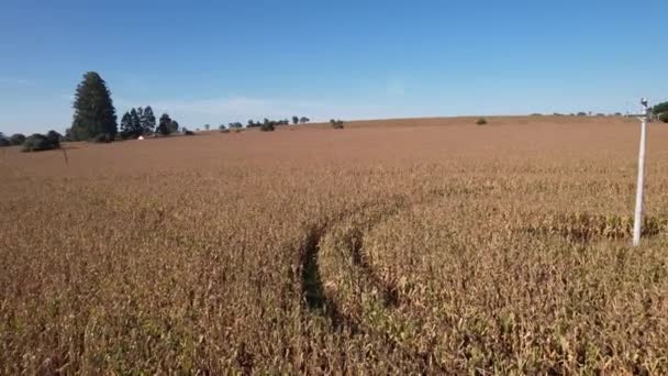 Vista Aérea Maizal Campo Una Granja Brasil — Vídeos de Stock