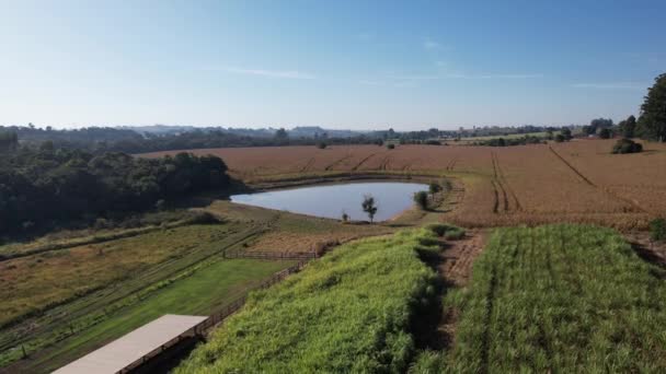 Luchtfoto Van Een Maïsveld Het Platteland Een Boerderij Brazilië Met — Stockvideo