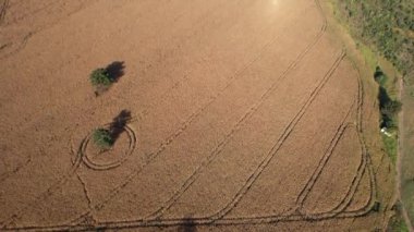 Kırsaldaki bir mısır tarlasının havadan görünüşü. Brezilya 'da bir çiftlikte