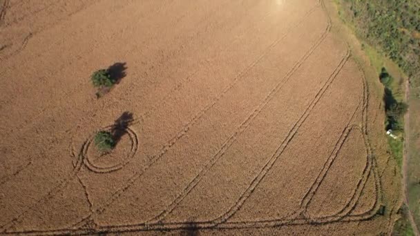 田舎のトウモロコシ畑の空中ビュー ブラジルの農場で — ストック動画