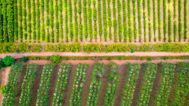 Brezilya 'da bir çiftlikte okaliptüs ve soya ağacı dikmek, Sao Paulo. Hava görünümü