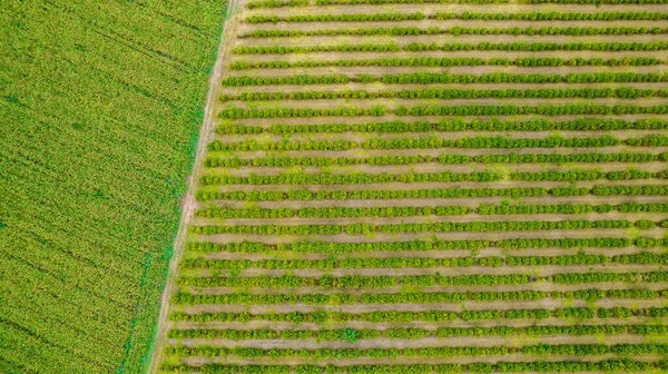 Plantation Rangées Eucalyptus Soja Dans Une Ferme Brésil Sao Paulo — Photo