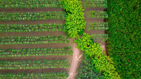 Plantation Rangées Eucalyptus Soja Dans Une Ferme Brésil Sao Paulo — Photo