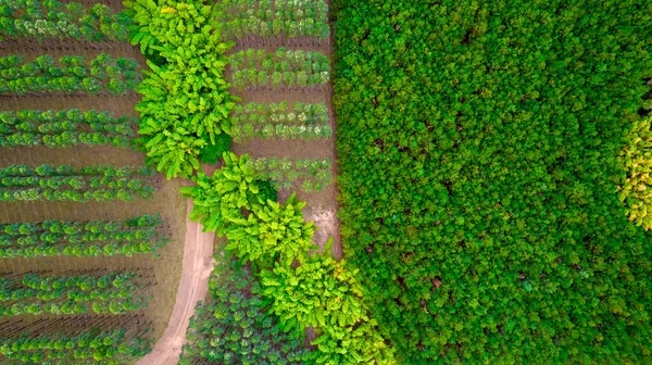 Plantando Fileiras Eucaliptos Soja Uma Fazenda Brasil São Paulo Vista — Fotografia de Stock