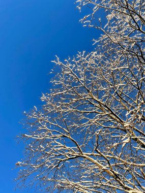 Winter view of snowy branches with no leaves 