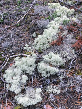 Yerde büyüyen beyaz yosunlar