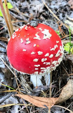 Finlandiya, Vierumaki 'de sonbahar ormanının ortasında küçük mantar.