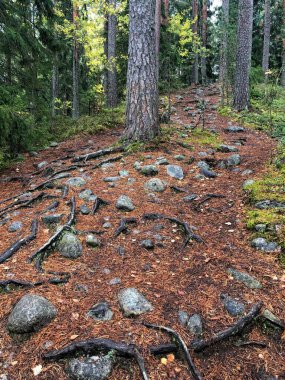 Taşlar, iğneler, yere düşen yapraklar ve ağaç kökleri