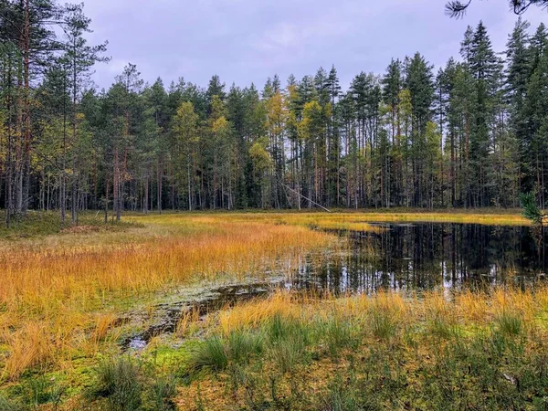 Světlá Barva Lesní Bažiny Krajina Borovým Lesem Vzadu — Stock fotografie