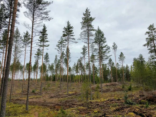 Jovem Pinhal Desbastado Pinus Sylvestris Crescendo Encosta Musgosa Finlândia — Fotografia de Stock