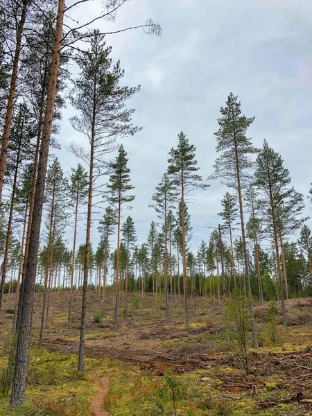 Mladý Ztenčený Borový Les Pinus Sylvestris Rostoucí Mechem Porostlém Svahu — Stock fotografie