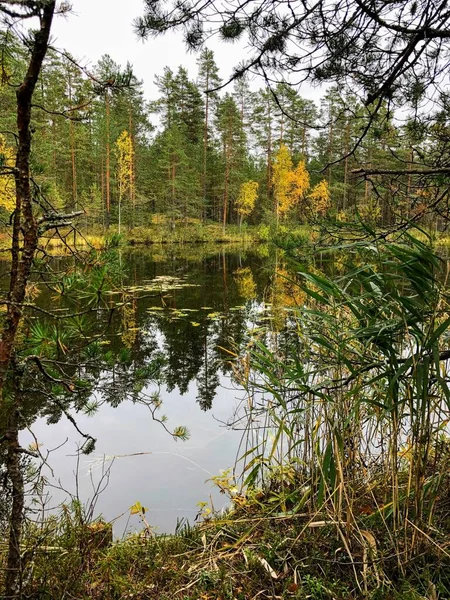 Lugnt Och Stilla Landskap Höstsjö Skogen — Stockfoto