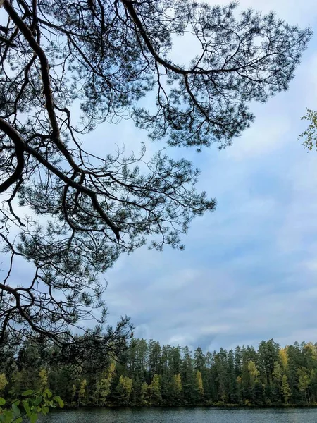 Barrträd Grenar Sig Mot Himlen — Stockfoto