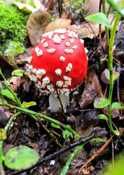 芬兰Vierumaki秋天森林中的小蘑菇 — 图库照片