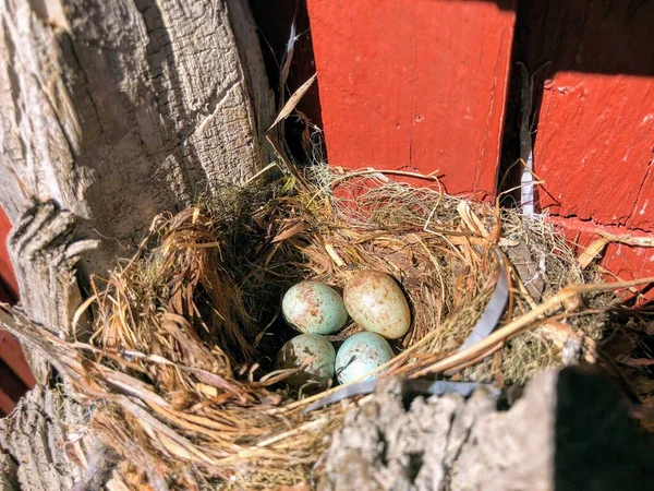 Four Mottled Fieldfare Eggs Nest Close Cottage Wall — Stock Photo, Image