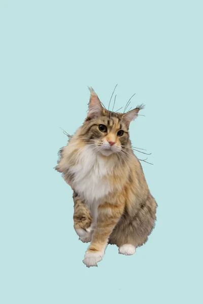Multicolored Longhair Maine Coon Cat Sits One Paw Isolated Light — Photo