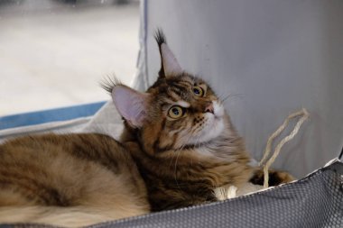 İskandinav Kazanan Kedi Katılımcı Norveç Orman Kedisi Sıra Bekliyor, Yakın portre, Tampere 16-17 Nisan 2022