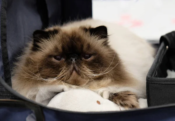 Scandinavian Winner Cat Visa Deltagare Exotisk Persisk Katt Väntar Sin — Stockfoto
