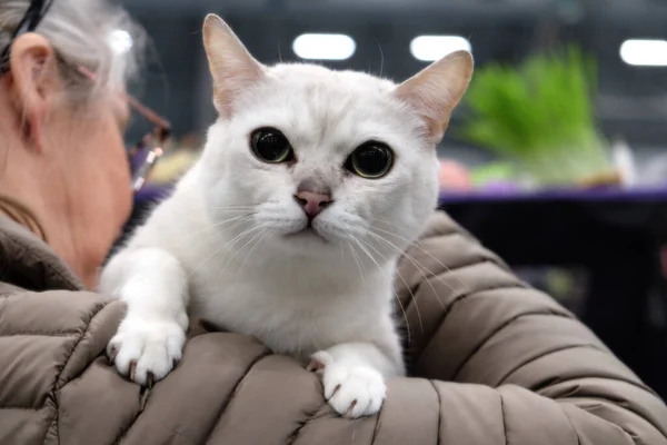 스칸디나비아 우승자 고양이 참가자 Singapura Cat Waiting Own Turn Presented — 스톡 사진