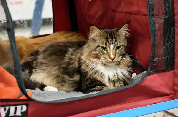 Scandinavian Winner Cat Show Participant Domestic Longhair Cat Waiting Own — 스톡 사진