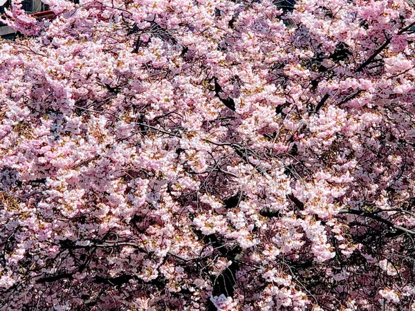 Hellrosa Kirschblüten Vor Tiefblauem Himmel Einem Sonnigen Frühlingstag Stockholm Schweden — Stockfoto