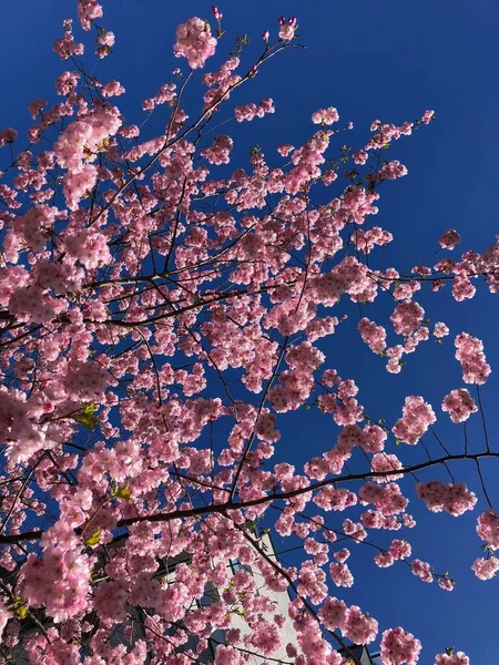 Light Pink Cherry Blossom Flowers Deep Blue Sky Sunny Spring — Stock Photo, Image