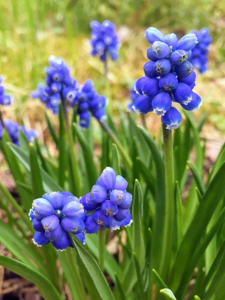 晴れた春の日に美しい明るい花 — ストック写真