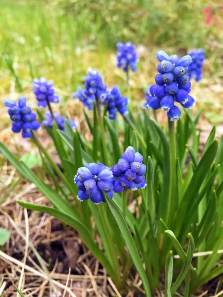 晴れた春の日に美しい明るい花 — ストック写真