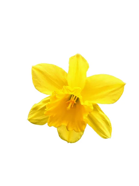 Yellow Bright Narcissus Isolate — Stock Photo, Image