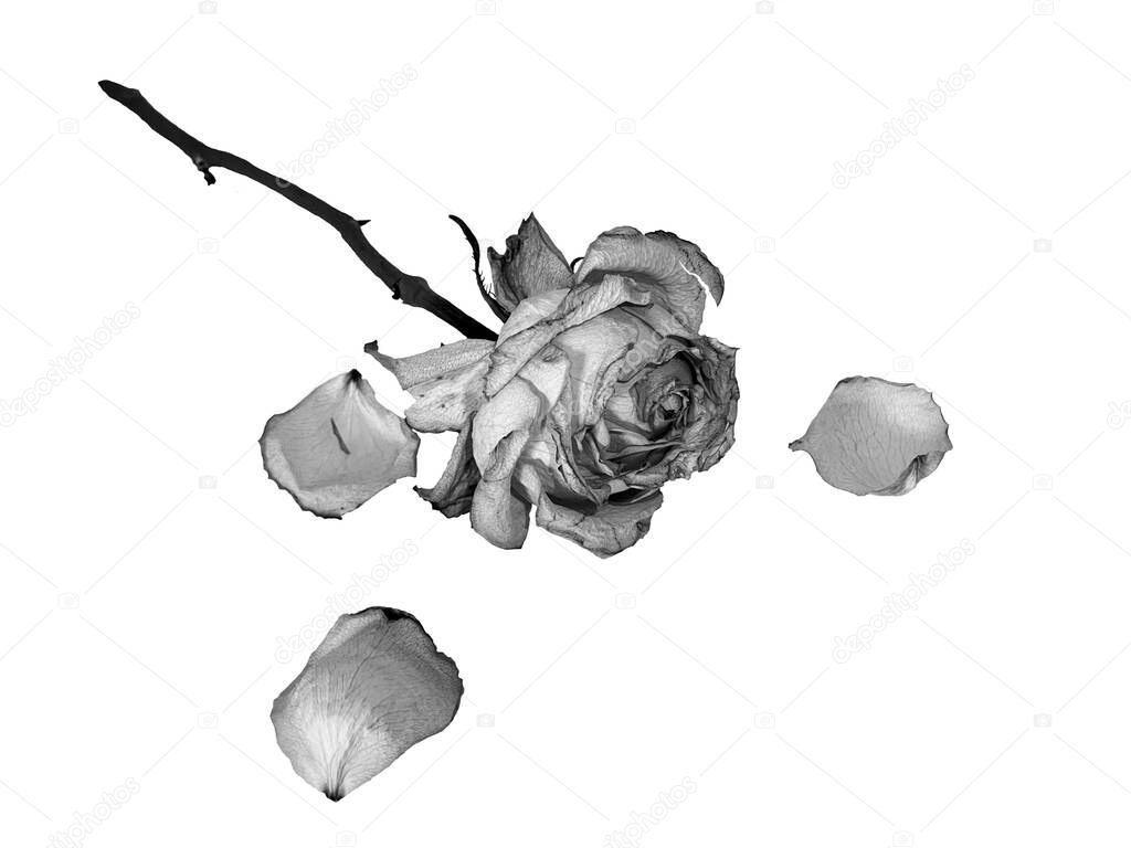 Sad day, Dry rose isolated on the white background, black and white, monochrome