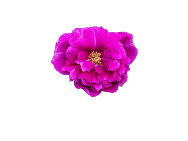 Bright Purple Magenta Rose Hip Flower Isolated White Background — Stock Photo, Image