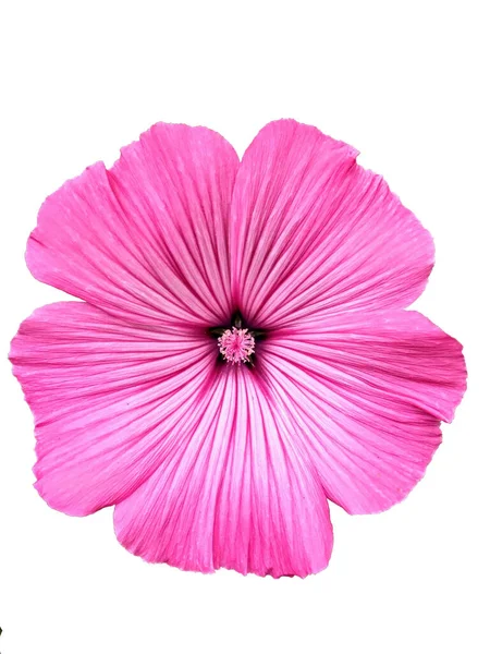 Bright Pink Mallow Isolated White Background — Stock Photo, Image