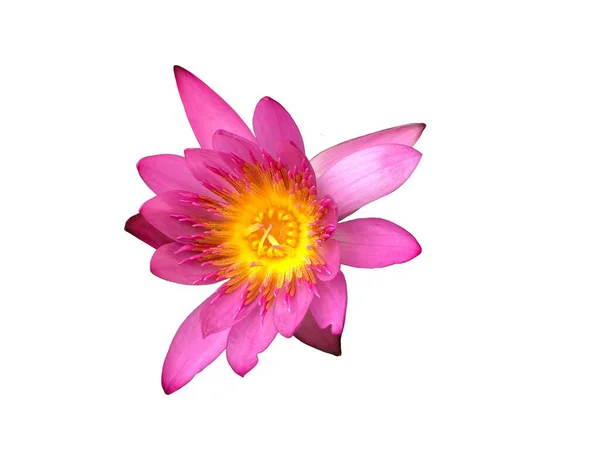 Pink Nymphaea Lotus Water Lily Isolated White Background — Stock Photo, Image