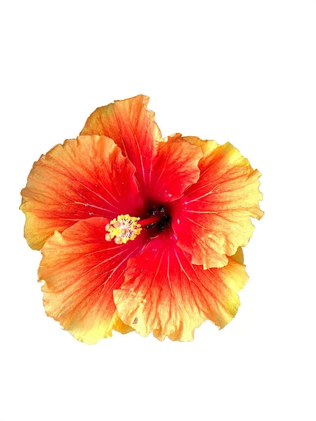 Flor Hibisco Vermelho Alaranjado Amarelo Brilhante Isolada Fundo Branco — Fotografia de Stock